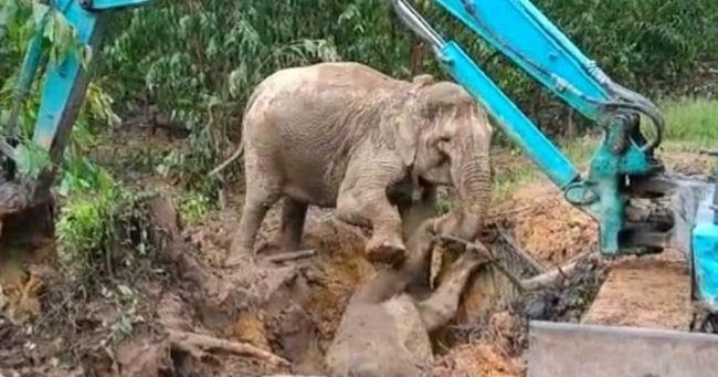 Ekskavator Evakuasi Anak Gajah Jatuh di Lubang Galian di Sungai Mandau
