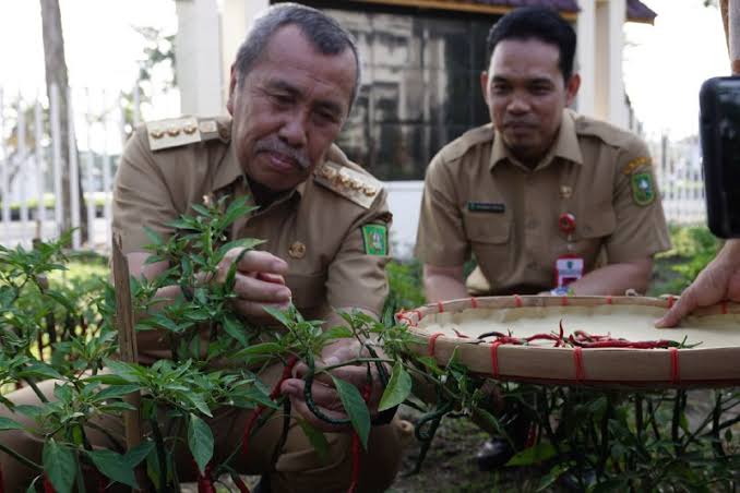 Diskominfotik Riau Sukses Panen 6,6 Kilogram Cabai