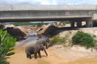 Target Pengelolaan Tol Berkelanjutan dan Berkarakter 2024, HK Pertahankan Terowongan Gajah di Tol Permai