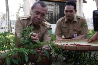 Diskominfotik Riau Sukses Panen 6,6 Kilogram Cabai
