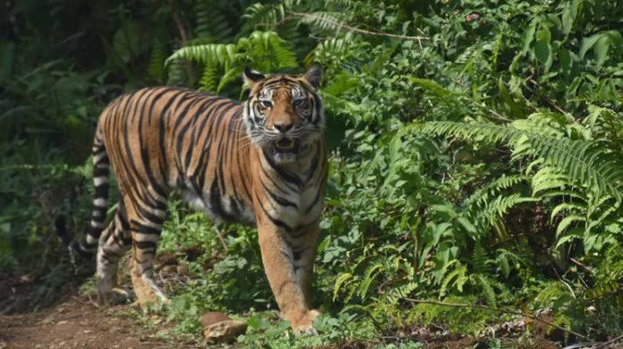 Diduga Dimangsa Harimau, Penebang Liar Tewas di Teluk Lanus