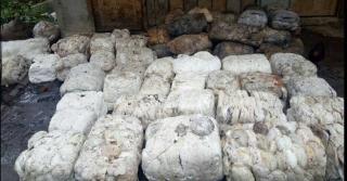 Harga Bahan Olahan Karet Ditingkat Pabrik di Riau Minggu Ini Naik Jadi Rp16.000 per Kg