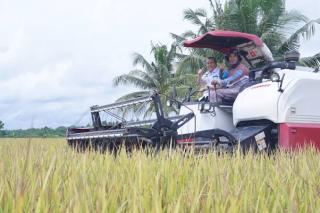Tingkatkan Ketahanan Pangan, Gubernur Riau Panen Raya Padi di Siak