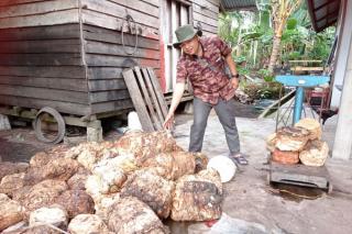 Harga Bahan Olahan Karet Ditingkat Pabrik Minggu Ini Naik Jadi Rp17.000 per Kg