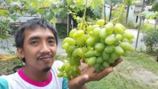 Manfaatkan Medsos, Penjual Bibit Anggur di Pekanbaru Ini Raup Omzet hingga Puluhan Juta Rupiah