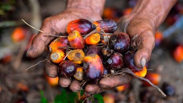 Harga Kelapa Sawit di Riau Minggu Ini Naik, Ini Daftar Lengkapnya