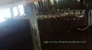 Viral! Buaya Raksasa Muncul di Sungai Siak