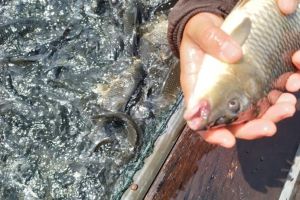 DKP Riau Sampaikan Hasil Uji Laboratorium Penyebab Ikan Mati di Waduk PLTA Kampar