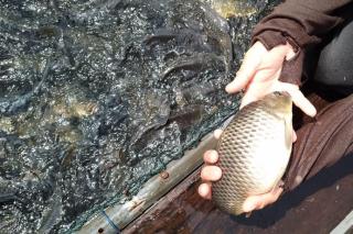 Ini Penyebab 2,3 Ton Ikan Mas Mati di Danau PLTA Kampar, Riau