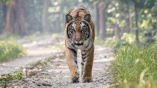 Harimau Muncul di Kebun Perusahaan, PTPN V Gerak Cepat Lindungi Karyawan