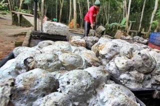 Harga Bokar Kering Gapkindo di Riau Stagnan