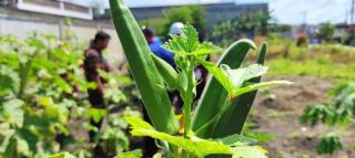 KWT Okra Nusa Pekanbaru Sukses Tanam Okra dan Obat-obatan