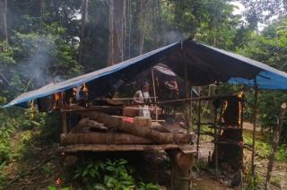 Petugas Musnahkan Empat Pondok Liar dan Tanaman Sawit di Rimbang Baling Kuansing Riau