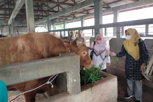 Pemerintah Antisipasi Penularan Penyakit dari Binatang ke Manusia