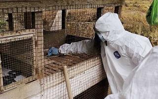Hasil Uji Laboratorium Ayam Mati Mendadak Belum Keluar, Masyarakat Diminta Tetap Waspada
