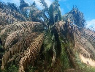 Oknum Koperasi Sulap Kawasan Hutan Kuansing Ribuan Hektar Jadi Kebun Sawit