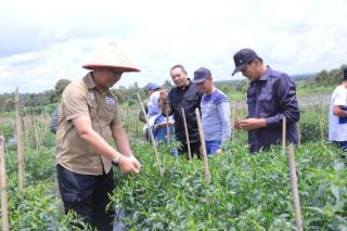 Sekdako Panen Raya Cabai Rawit di Lahan PD SPM, Hasil Panen Capai 10 Ton