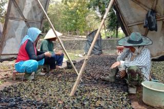 KPH Tebing Tinggi Tanam 1,25 juta Bibit Kayu Putih