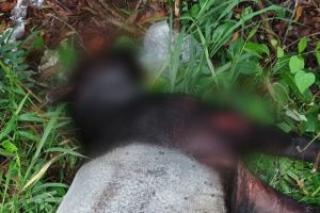Tapir Mati di Jalan Paus, Hartono: Ada Luka Benturan Keras