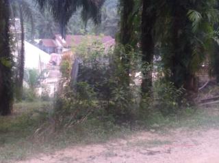 Kawasan Hutan yang Disulap Jadi Kebun Sawit Ternyata tak Bersertifikat