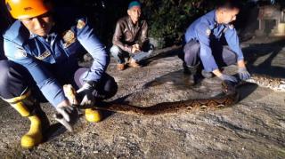 DPKP Pekanbaru Evakuasi Ular Piton Sepanjang 4 Meter dari Kandang Ayam Warga
