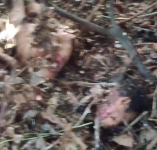 Petani di Siak Diduga Diterkam Harimau hingga Kepala Terputus