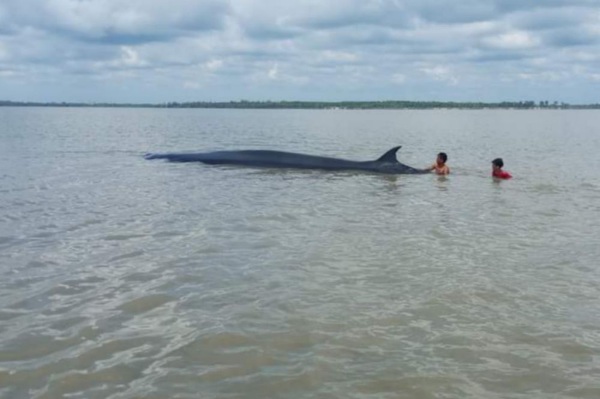 Ada Ikan Paus Terdampar di Rohil, Nelayan Sigap Lakukan Penyelamatan