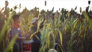 Dukung Program Ketahanan Pangan, Petani Binaan KPI RU Dumai Panen Puluhan Kg Sorgum