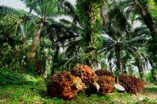 Turun Lagi! Ini Daftar Harga TBS Kelapa Sawit di Riau Periode 3-9 Mei 2023