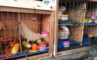 Enam Burung Kakatua Maluku Dipulangkan BBKSDA Riau