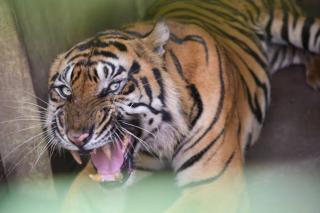 Lokasi Konflik Harimau dengan Manusia di Inhil Marak Pembalakan Liar