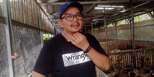 Yuk Simak Budidaya Bebek Petelur Salah Satu Bisnis Menjanjikan di Pekanbaru