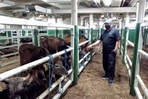 Sapi Kurban ASN Pemprov Riau Sudah Terkumpul 27 Ekor