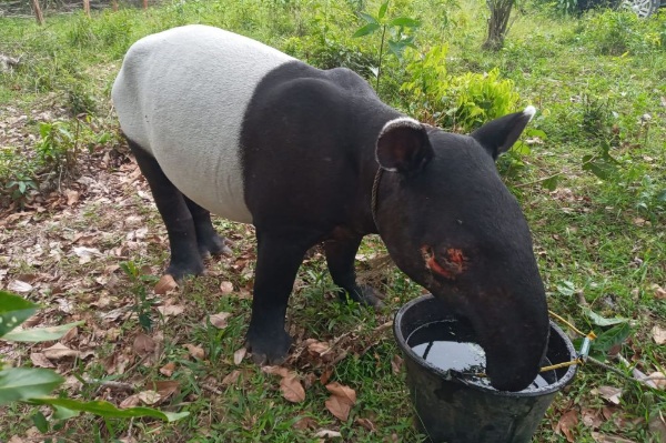 Warga Inhil Riau Temukan Tapir Terperosok di Parit