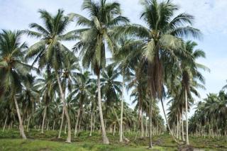 Fluktuasi Harga Komoditi Perkebunan di Riau, Kelapa Butiran Turun dan Tepung Sagu Naik