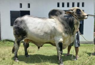 Ini Sapi Kandidat Hewan Kurban Bantuan Presiden Jokowi di Riau