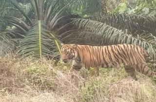 Hampir Punah, Jumlah Harimau Sumatera di Riau Ditaksir tak Sampai 100 Ekor