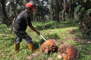 Harga Kelapa Sawit di Riau Minggu Ini Turun, Ini Daftar Lengkapnya