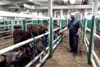 Sapi Kurban ASN Pemprov Riau Sudah Terkumpul 27 Ekor