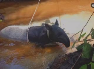 Sempat Dievakuasi, Tapir di Indragiri Hilir Riau Akhirnya Tewas