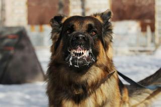 Sejak Januari-Mei, 25 Orang di Riau Digigit Hewan Rabies