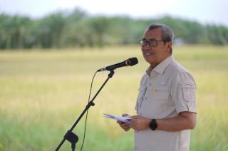 Panen Raya Padi di Siak, Gubernur Riau Serahkan Bantuan Untuk Kelompok Tani