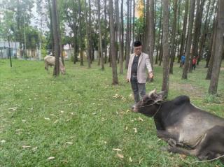Masjid Daarul Abrar DPRD Riau Akan Sembelih Hewan Qurban Sabtu