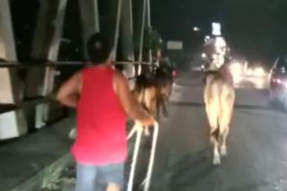 Viral! 7 Sapi Kurban di Pekanbaru Kabur Usai Turun Dari Pick Up
