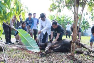 Kapolres Kampar Turun Langsung Sembelih Hewan Kurban