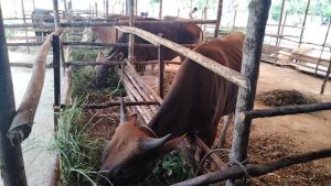 Dinas PKH Riau Pastikan Riau Bebas Penyakit Antraks 