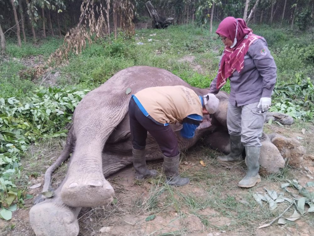 Kabar Duka, Gajah Liar Ditemukan Mati di TNTN