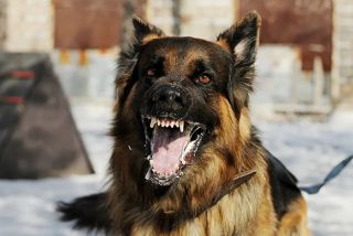 Satu Warga Inhil Tewas Digigit Anjing Rabies