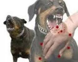 Pemprov Riau Dapat Bantuan 3 Ribu Vaksin Rabies