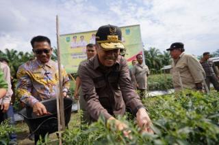 Panen Raya Cabai di Rokan Hulu, Gubri Syamsuar Beri Apresiasi Petani